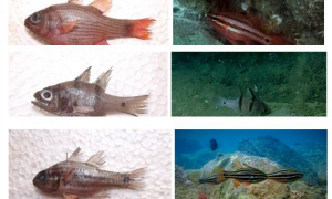 শেকৃবির গবেষণা: সামুদ্রিক জলরাশিতে নতুন ৩ প্রজাতির মাছ শনাক্ত